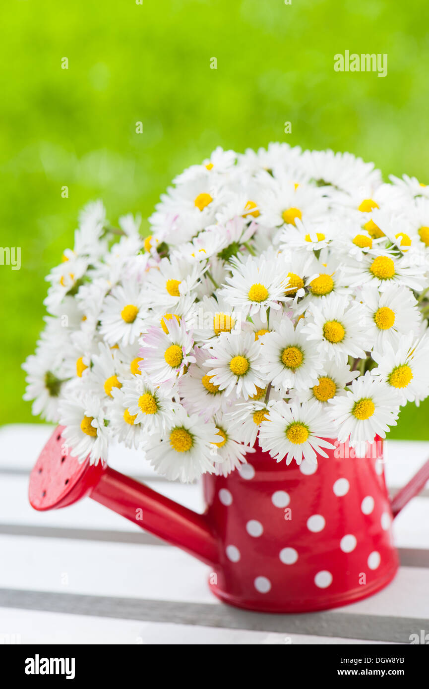 Daisies in little red watering can Stock Photo Alamy
