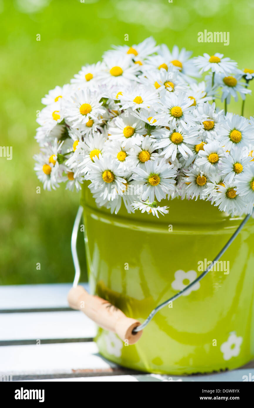Daisies in flower pot Stock Photo Alamy