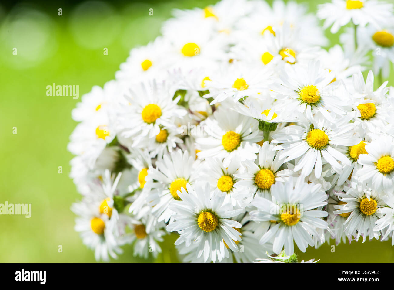 Daisies in flower pot Stock Photo Alamy