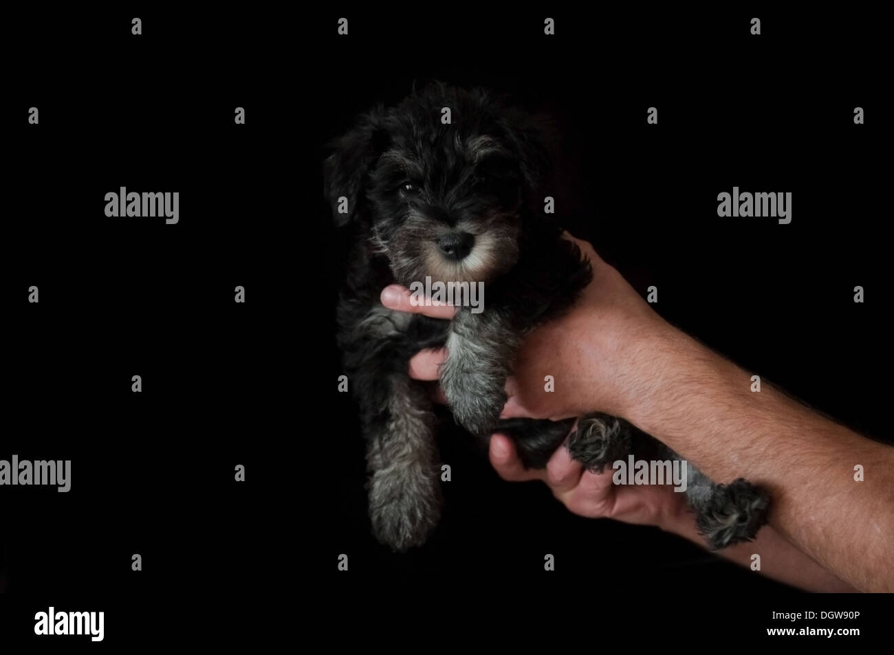 schnauzer puppy in hands isolated on black background Stock Photo