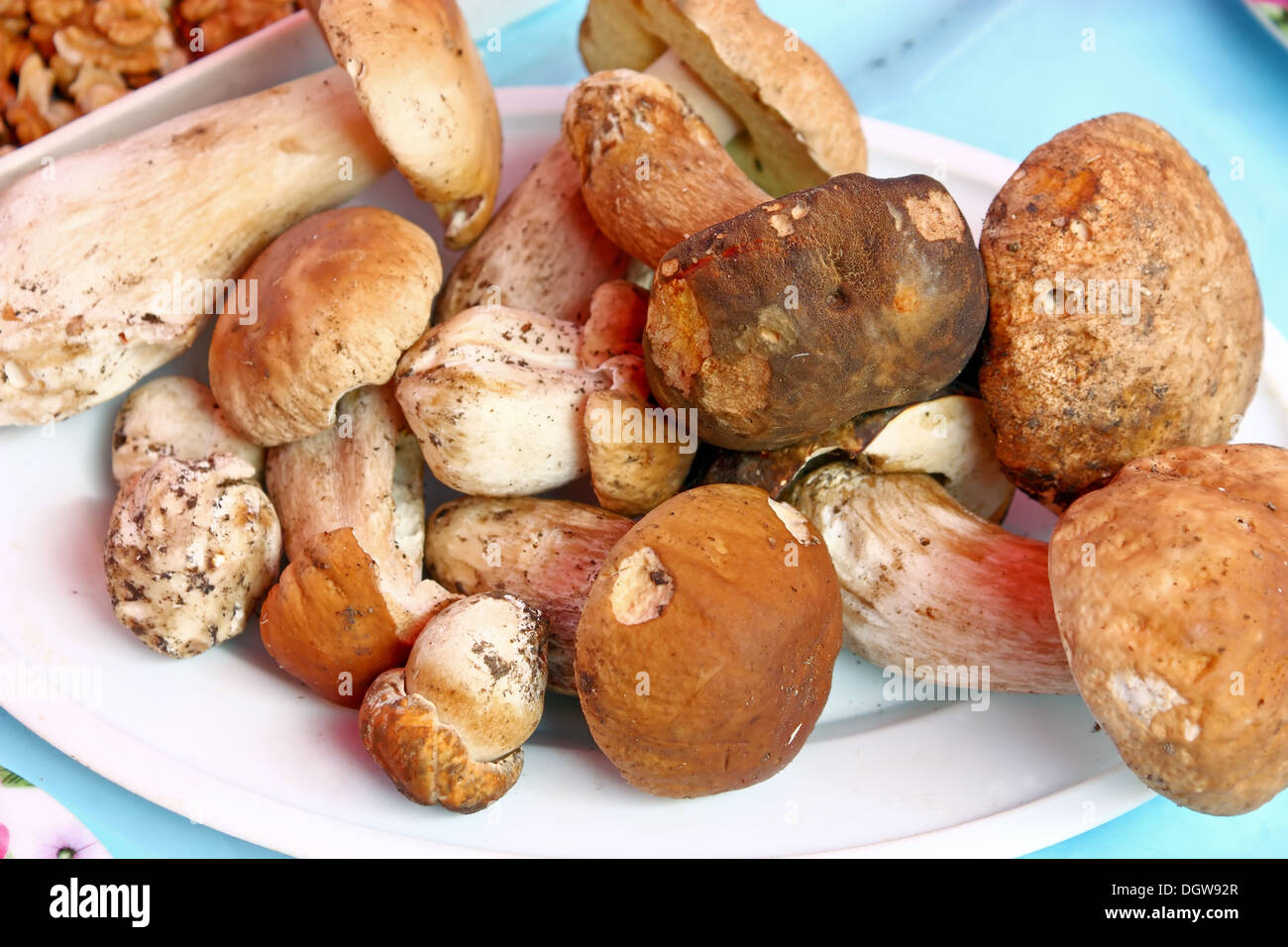 Porcini mushroom, edible forest fruits Stock Photo Alamy