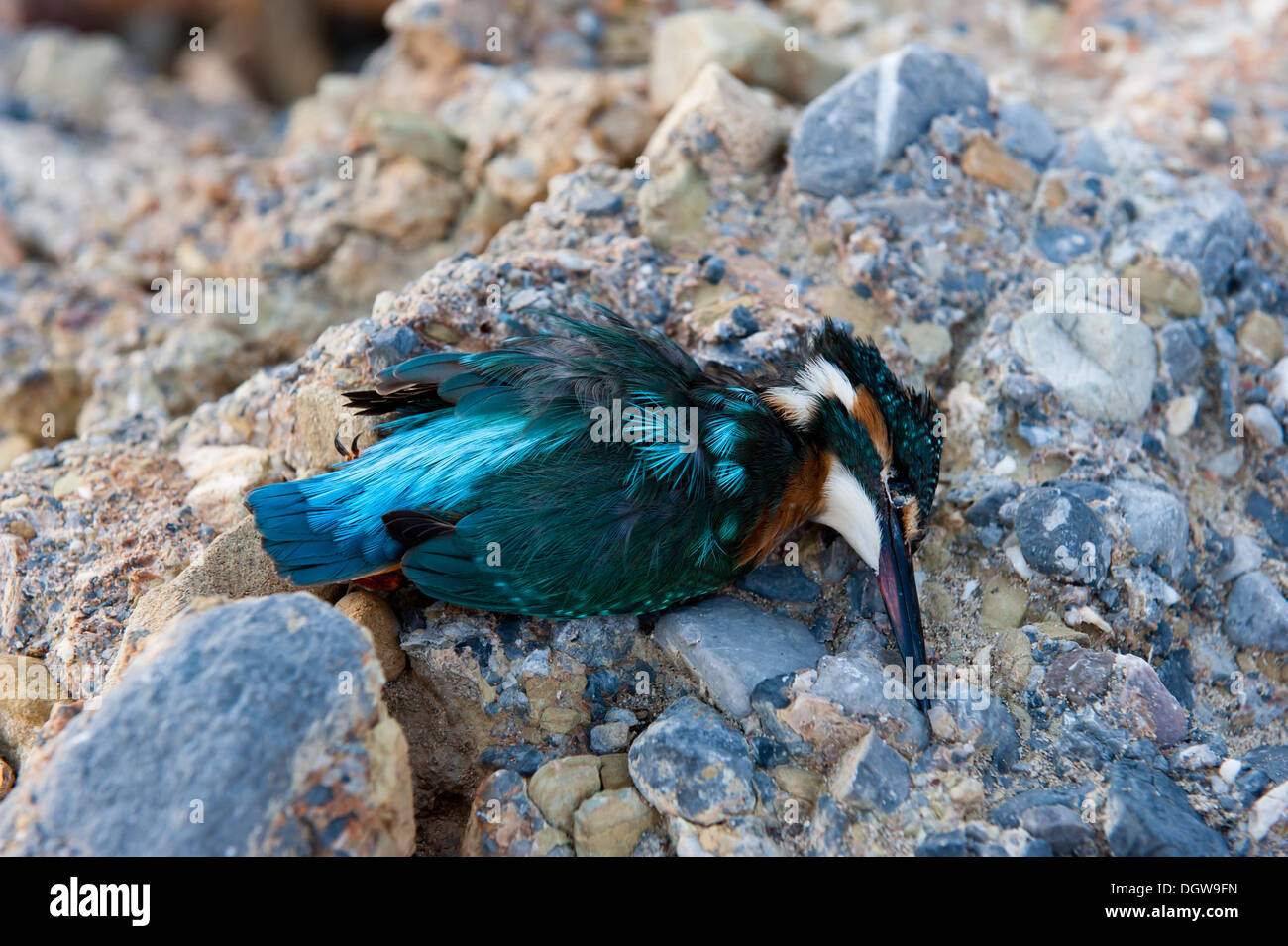 Dead kingfisher hi-res stock photography and images - Alamy