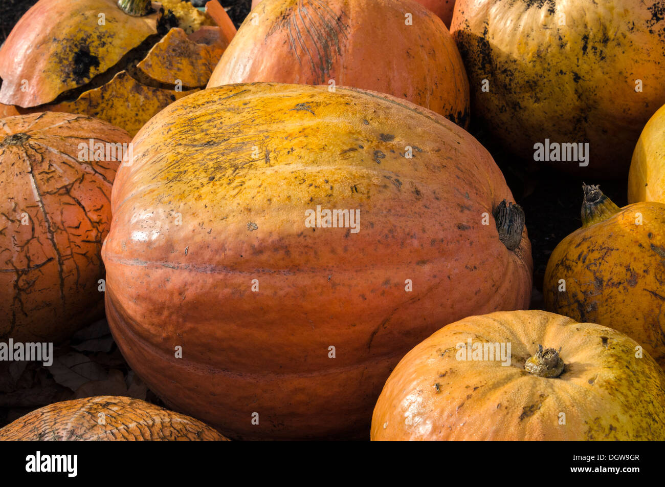 Pumpkin Seeds - Cushaw Green-Striped, Vegetable Seeds in Packets & Bulk