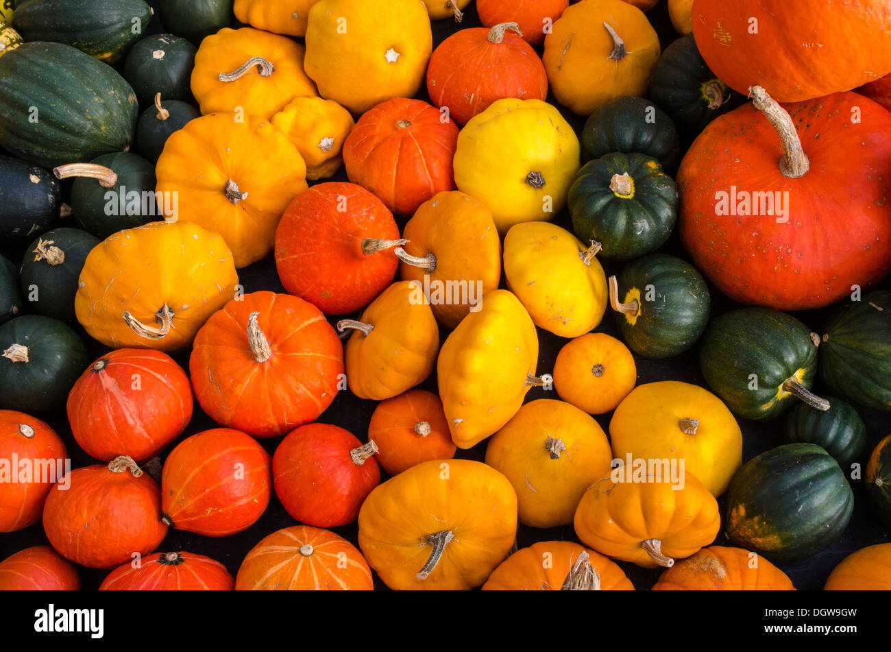 Pumpkins a selection of different varieties Stock Photo