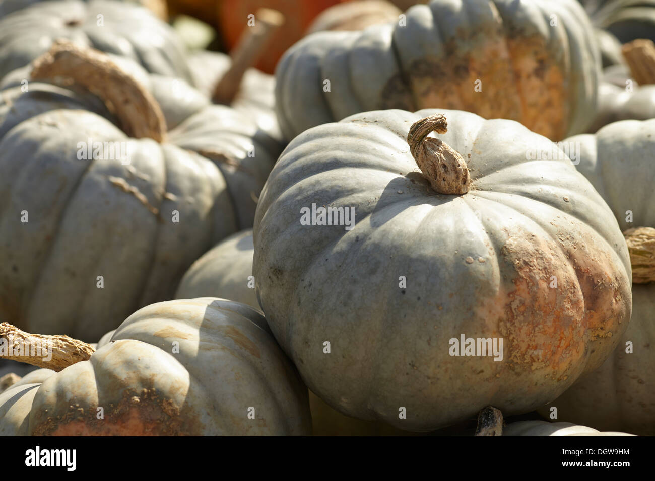 Pumpkins at a New Jersey Farm Stand Stock Photo - Alamy