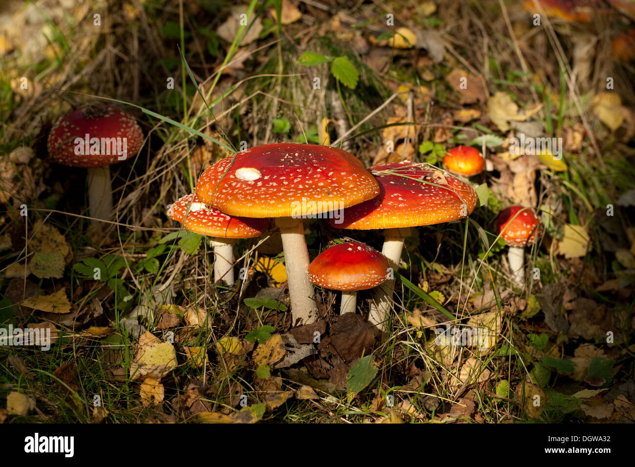 not edible mushrooms (Amanita muscaria) in forest Stock Photo