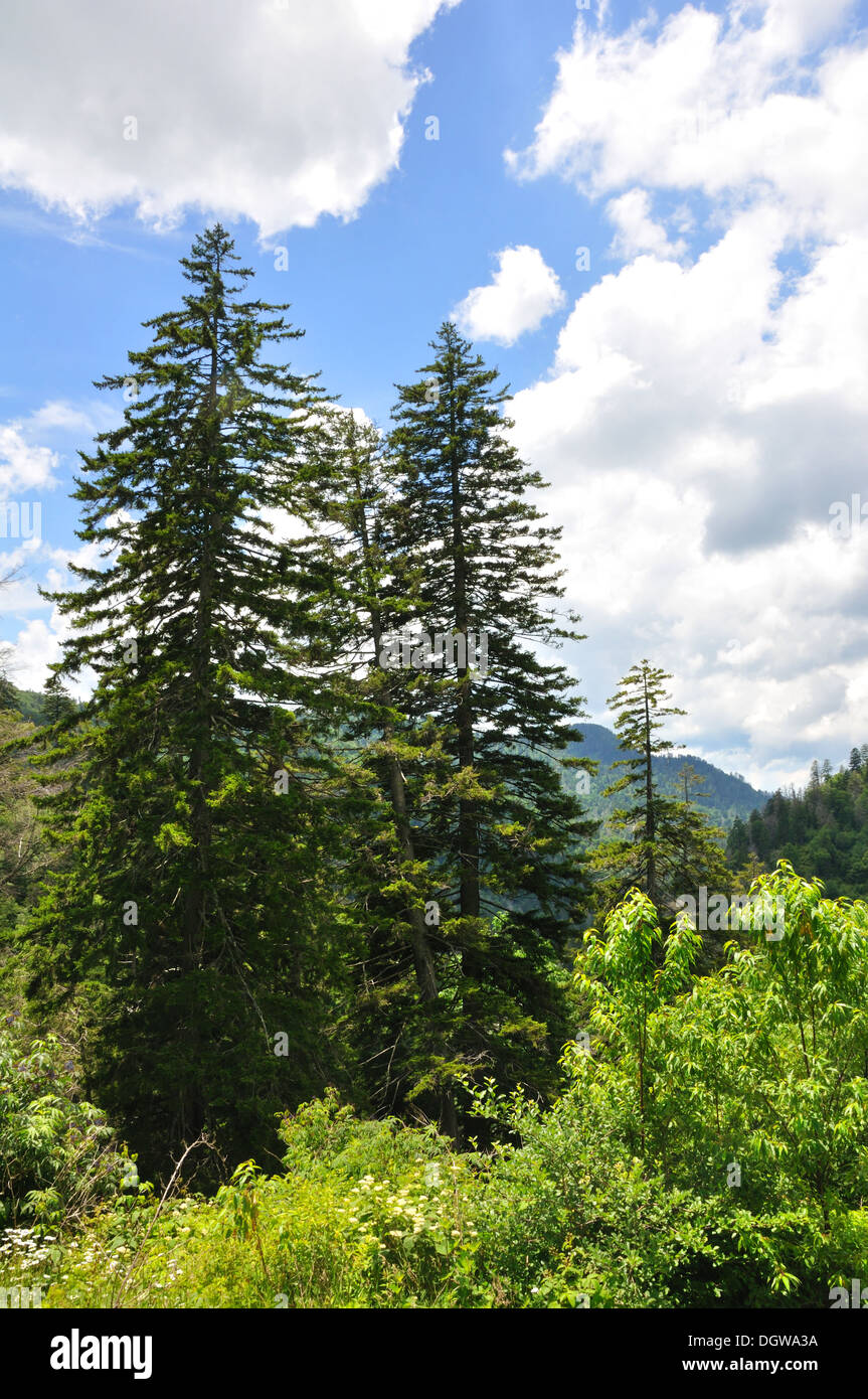 Pine trees in Smoky Mountains, TN, USA Stock Photo Alamy