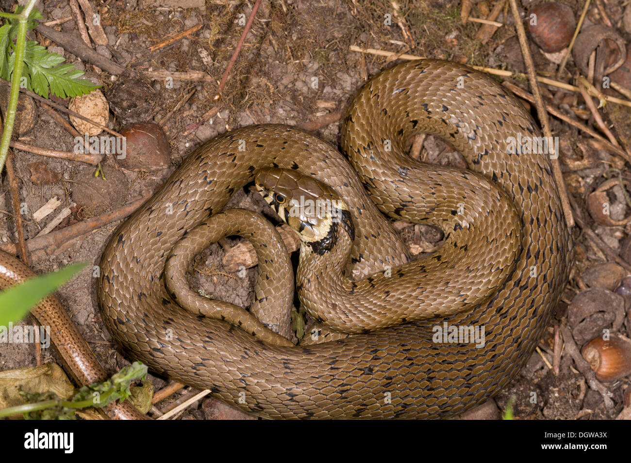 Grass-snake, Natrix natrix with slow-worm on edge of compost heap in Dorset garden. Stock Photo