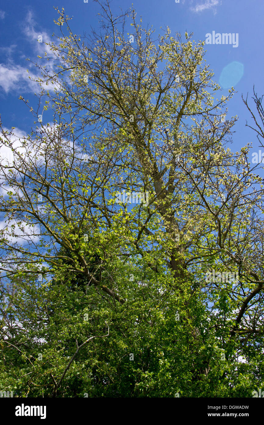 English Elms, Ulmus procera regenerating in floodplain hedgerow, Tewkesbury, Gloucs. Stock Photo