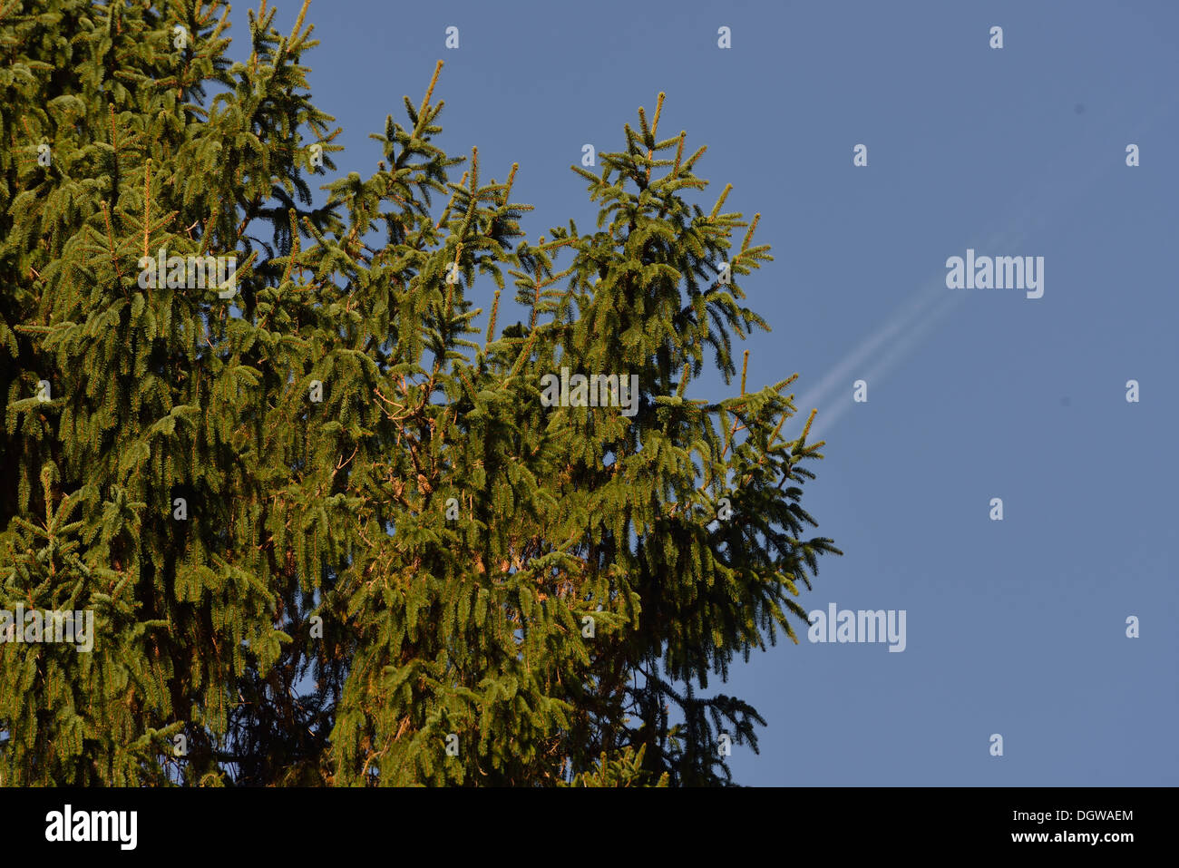 Spruce fir (Picea abies) with fir cones Stock Photo