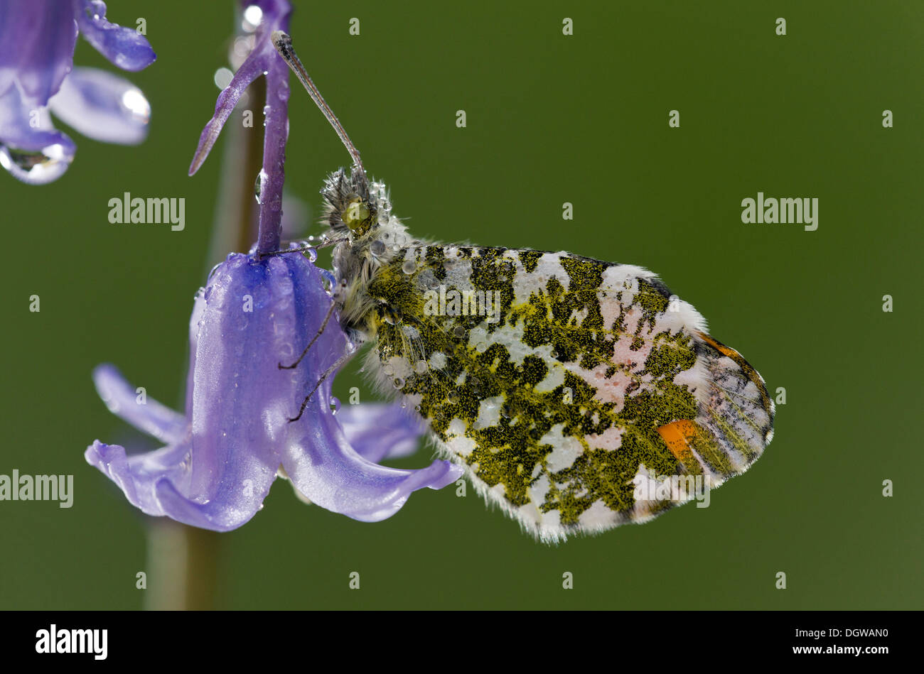 Male Orange-tip butterfly, Anthocharis cardamines on garden bluebell, after overnight dew. Dorset Stock Photo