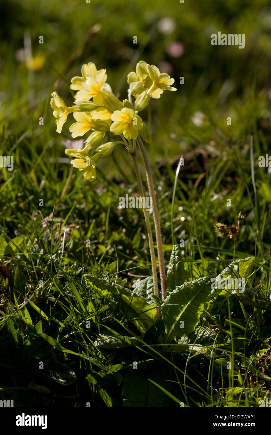 False Oxlip, Primula x polyantha (primrose - cowslip hybrid) in limestone grassland Stock Photo