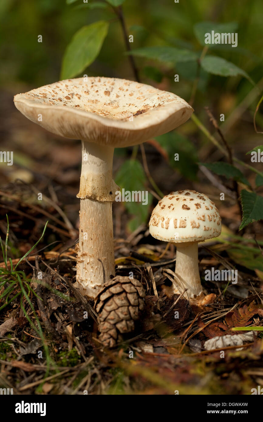 not edible mushroom (Amanita citrina) in forest Stock Photo