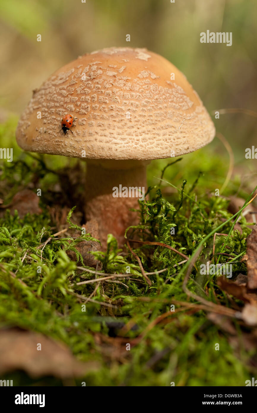 not edible mushroom (Amanita rubescens) in forest Stock Photo