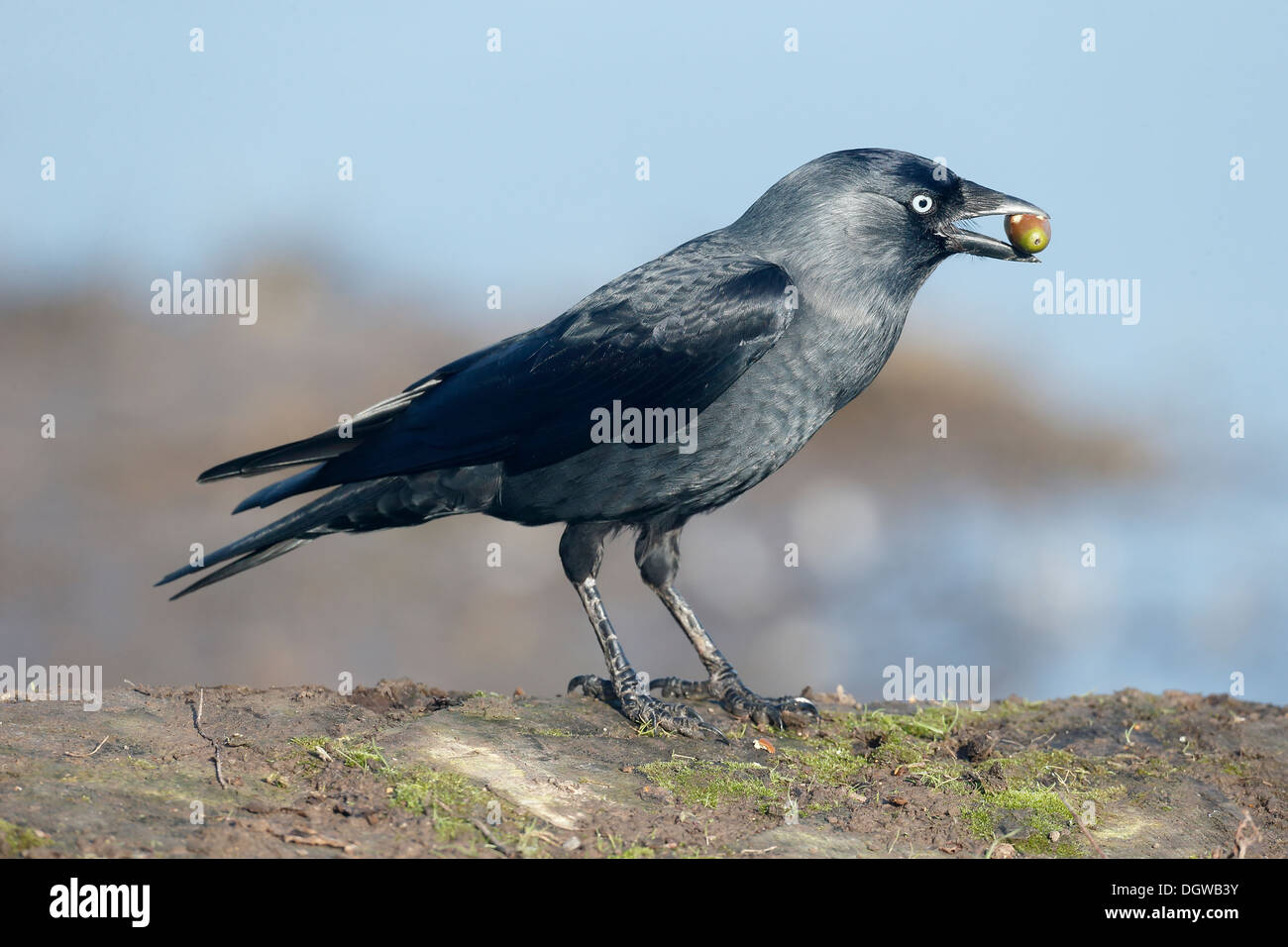 Jackdaw, Corvus monedula, single bird with acorn, Warwickshire, October 2013 Stock Photo