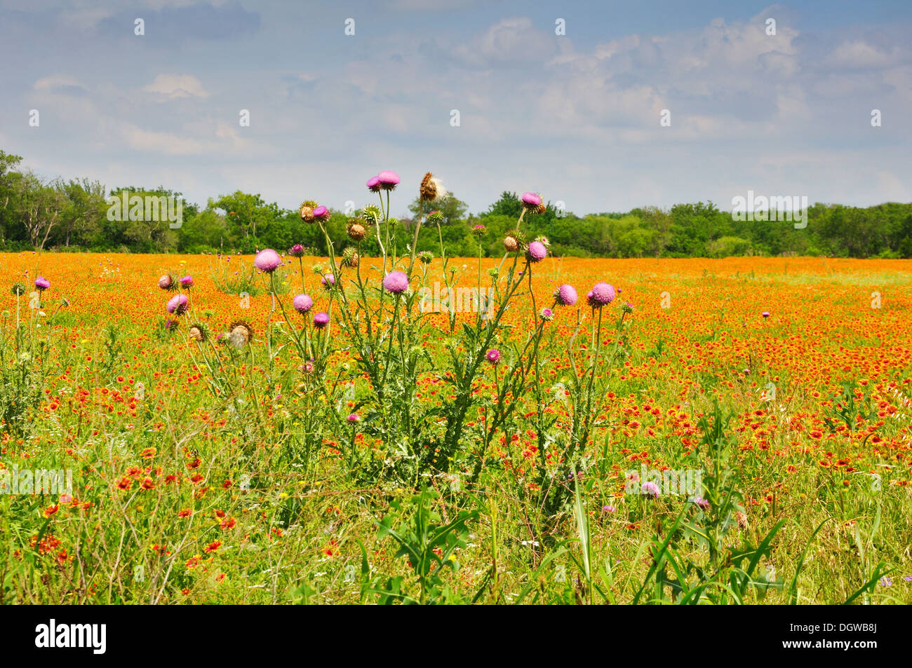 Wild flower field in spring, north Texas, USA Stock Photo Alamy