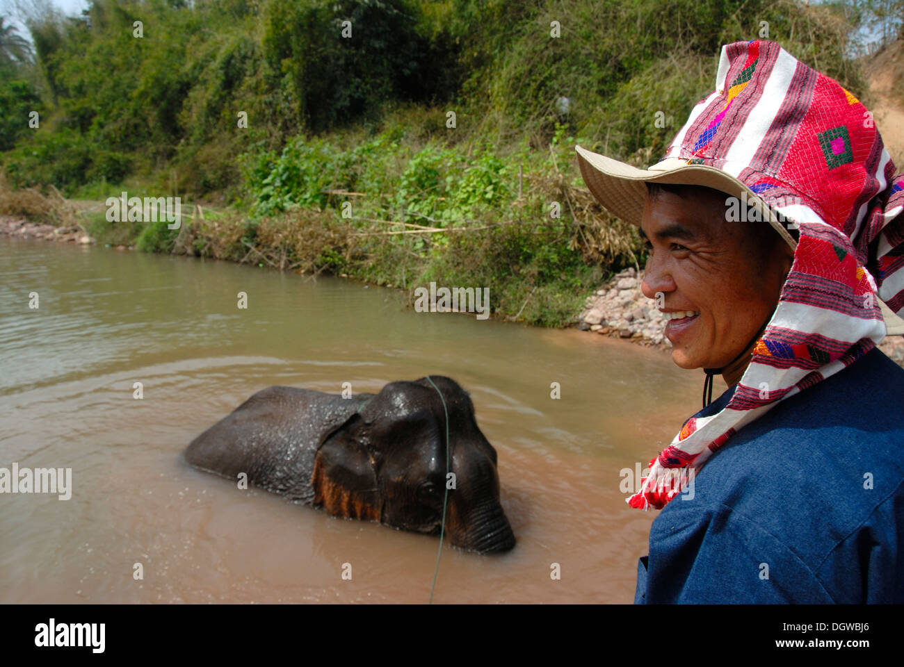 Elephant taking a bath in the water with Mahout watching, Elephant Festival, Ban Viengkeo, Hongsa, Xaignabouri Province Stock Photo