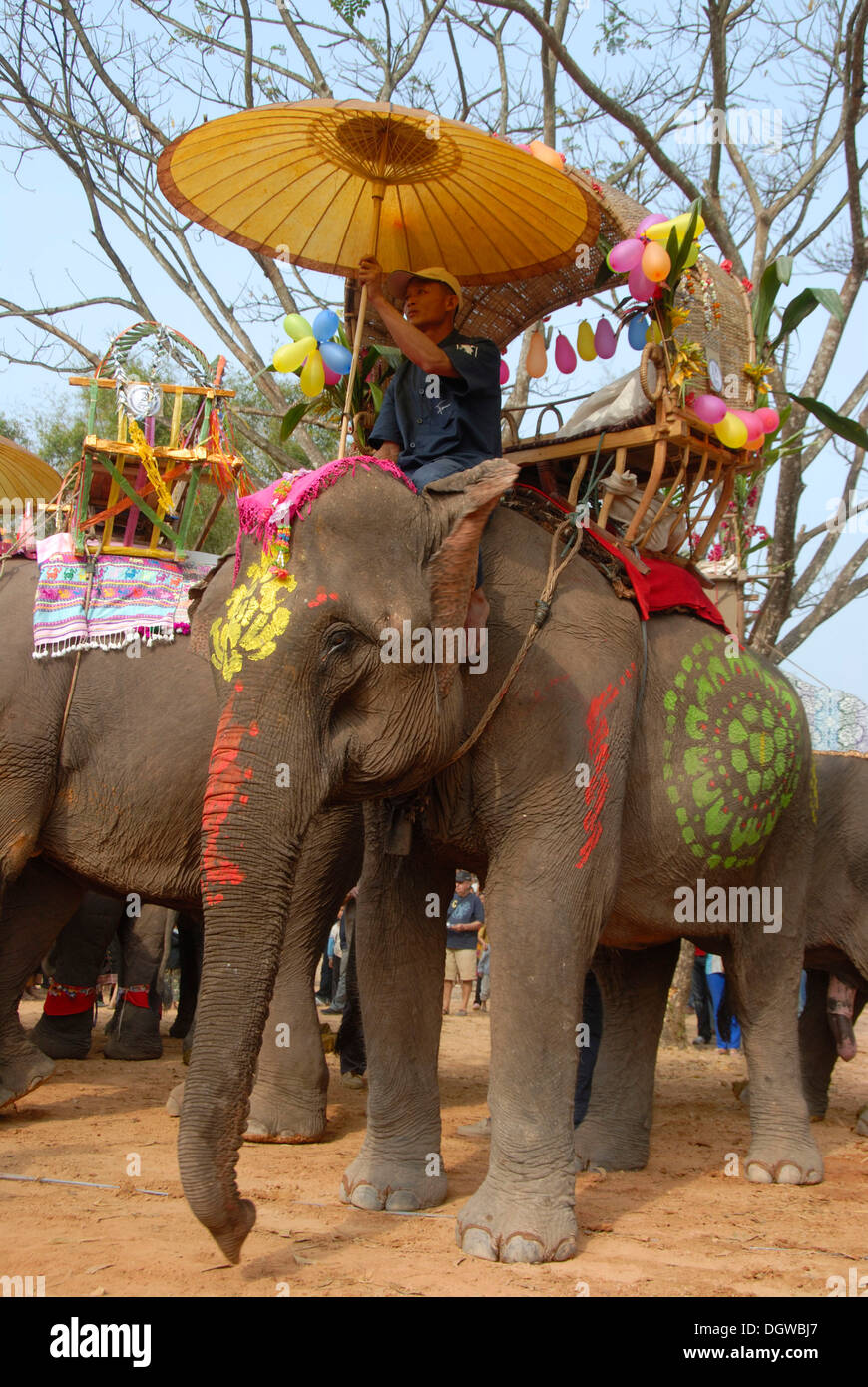 Decorated and brightly painted elephant, Mahout riding under sunshade, Elephant Festival Parade, Ban Viengkeo, Hongsa Stock Photo