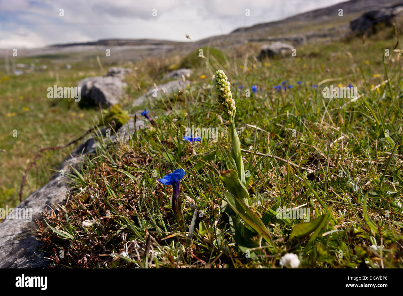Dense-flowered Orchid, Neotinea maculata growing with spring gentians in The Burren, Ireland Stock Photo