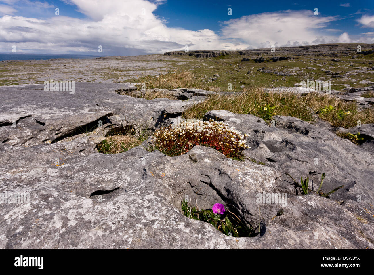 Bloody Cranesbill growing with Irish Saxifrage, Saxifraga rosacea, growing in coastal limestone pavement, The Burren, Ireland Stock Photo