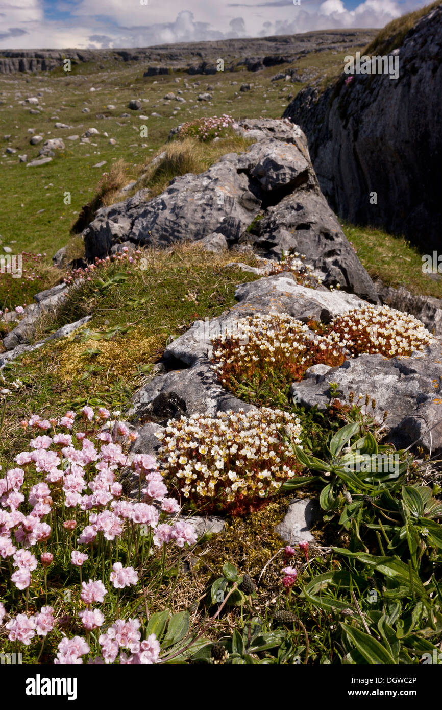 Irish Saxifrage, Saxifraga rosacea, growing with Thrift in coastal limestone pavement at Poulsallagh, The Burren, Ireland Stock Photo