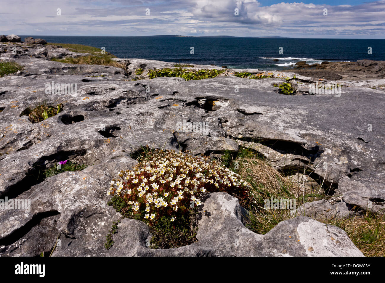 Irish Saxifrage, Saxifrafaga rosacea, growing in coastal limestone pavement at Poulsallagh, The Burren, Ireland Stock Photo