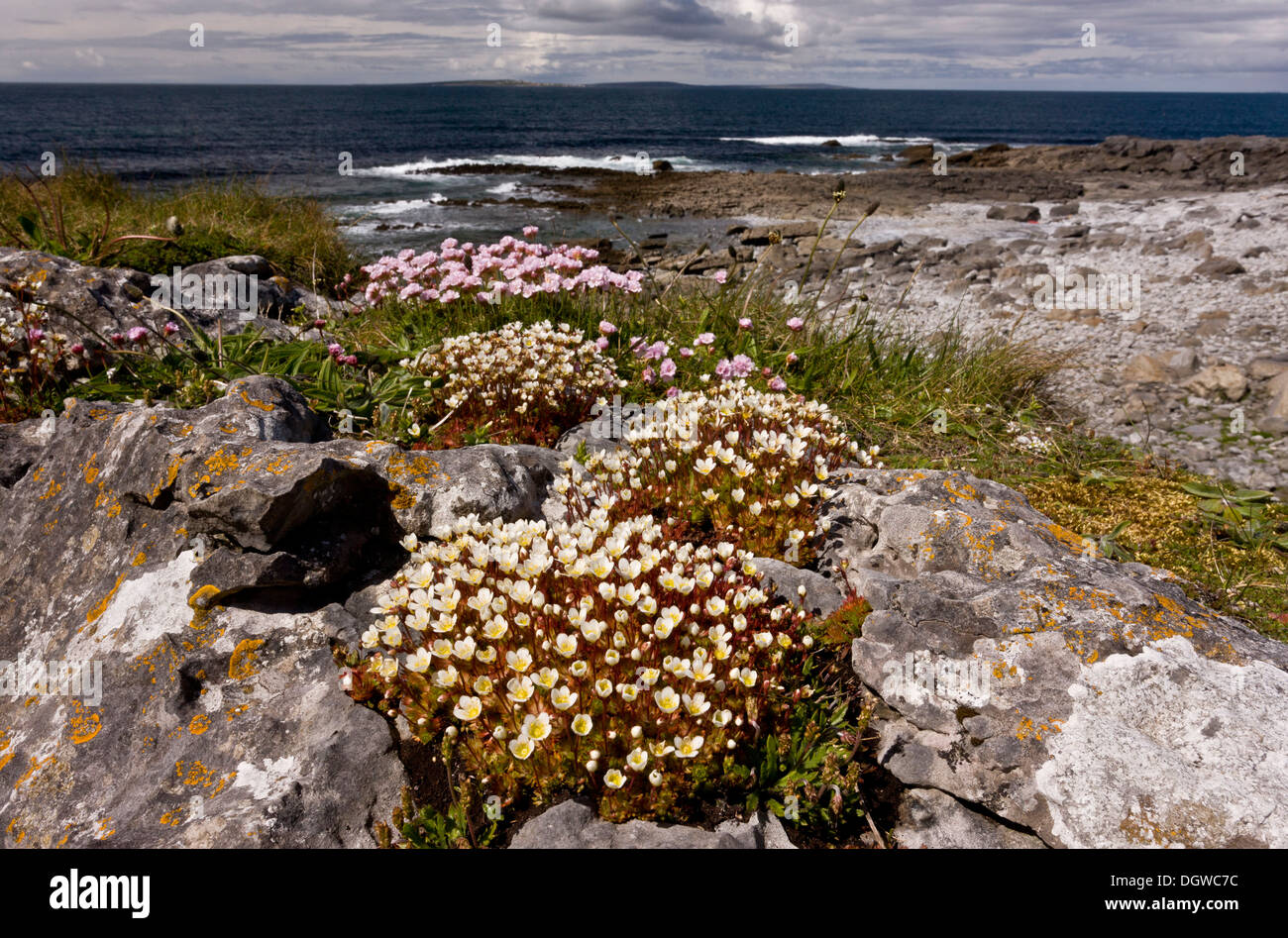 Irish Saxifrage, Saxifraga rosacea, growing with Thrift in coastal limestone pavement at Poulsallagh, The Burren, Ireland Stock Photo