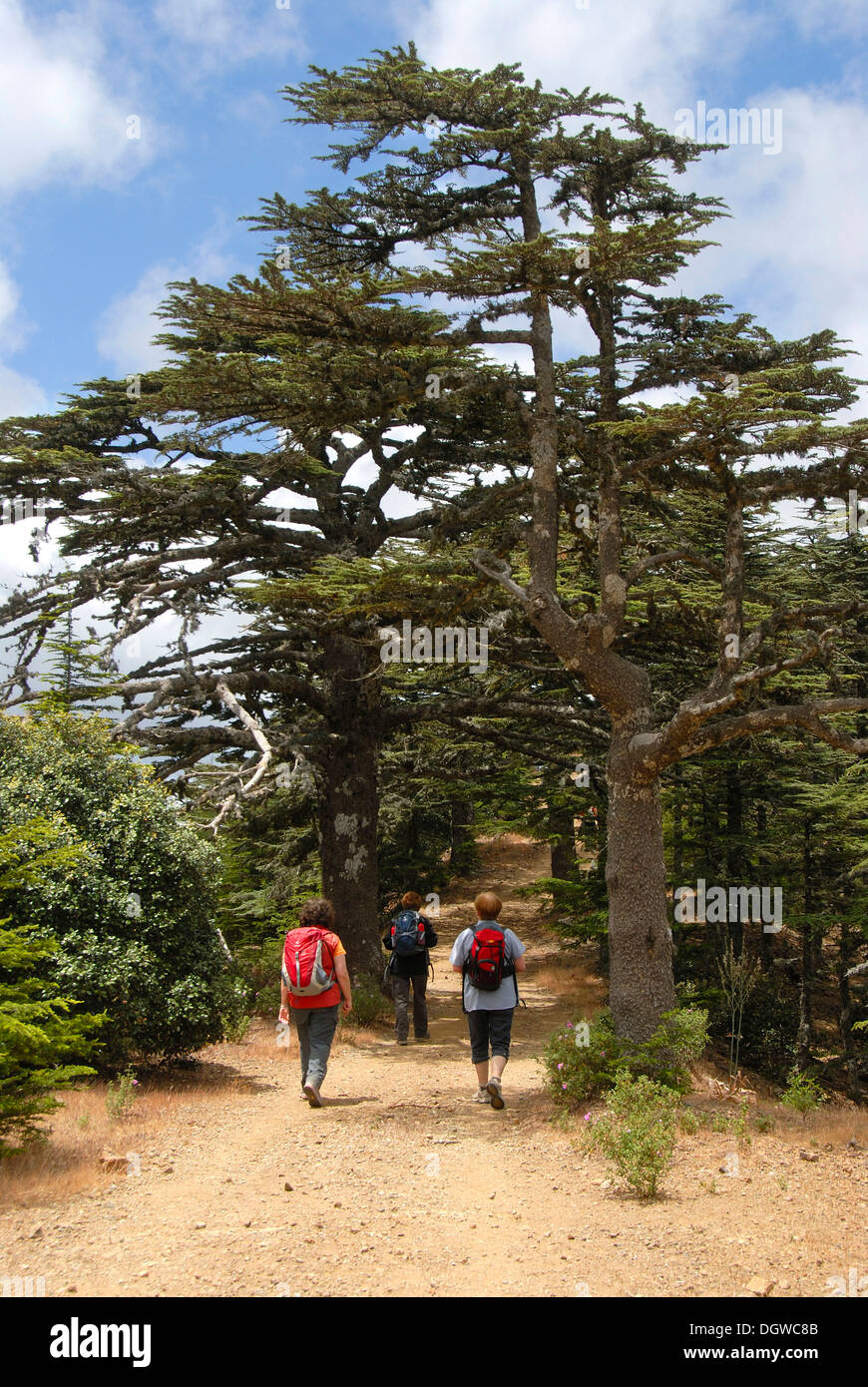 Group of hikers hiking below a Lebanon Cedar (Cedrus libani var brevifolia), Tripylos, Troodos Mountains, Southern Cyprus Stock Photo