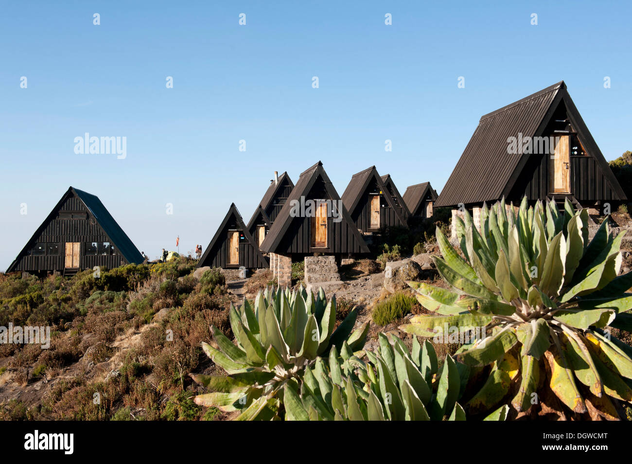 Trekking, Scandinavian-style wooden huts, Horombo Huts, Marangu Route, Giant Groundsel (Dendrosenecio kilimanjari) Stock Photo