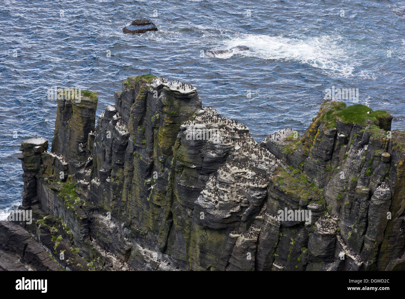 Spectacular view of the seabird colonies, mainly guillemots and razorbills, on the Cliffs of Moher, Burren, Eire Stock Photo