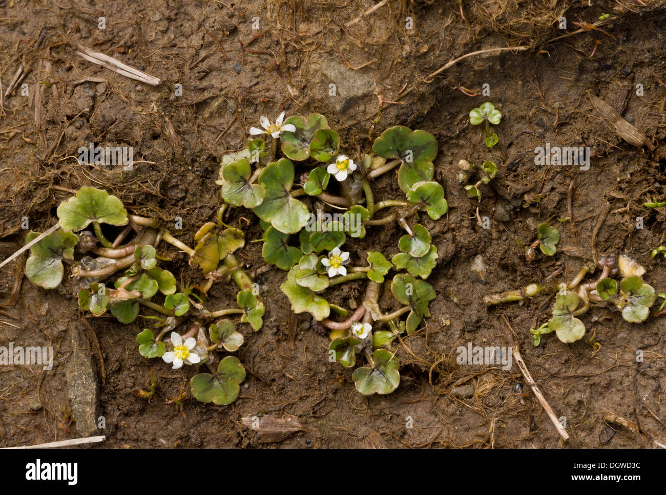 Ivy-leaved Crowfoot, Ranunculus hederaceus flowering in wet mud. Stock Photo