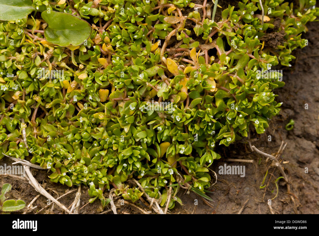 Blinks, Montia fontana, water-blinks, water brickweed, annual water miner's lettuce Stock Photo