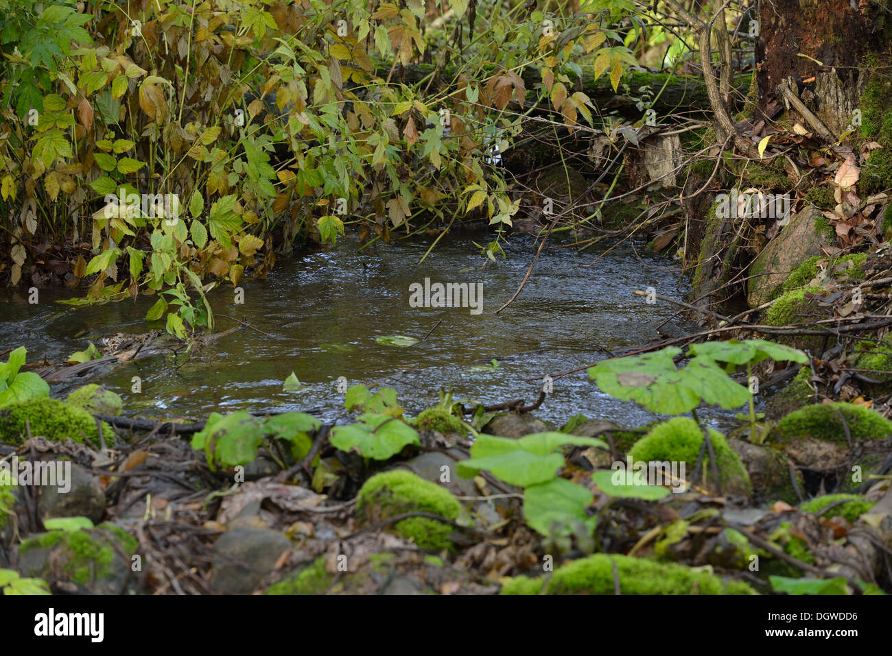 Small stream among bushes and butterburs Stock Photo
