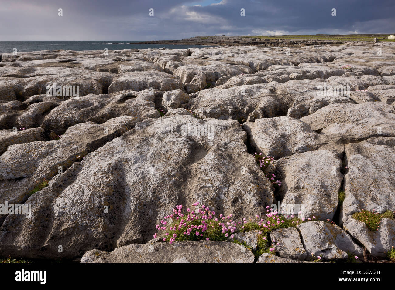 Thrift, Armeria maritima on coastal limestone pavement on the coast of The Burren, Co. Clare, Ireland Stock Photo