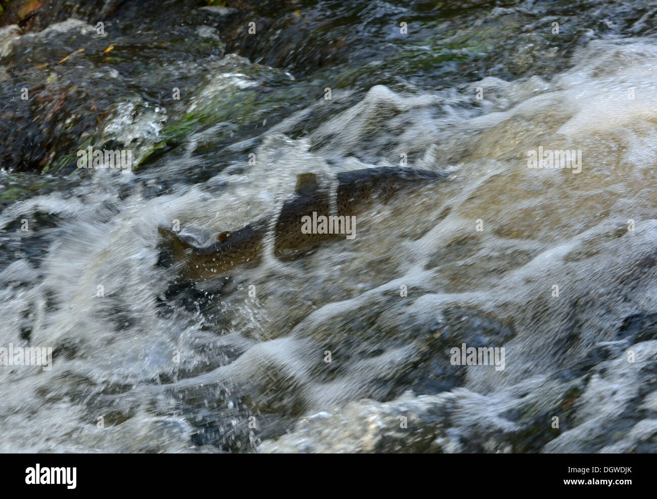 Spawning sea trout swimming up the a rapidflowing water Stock Photo
