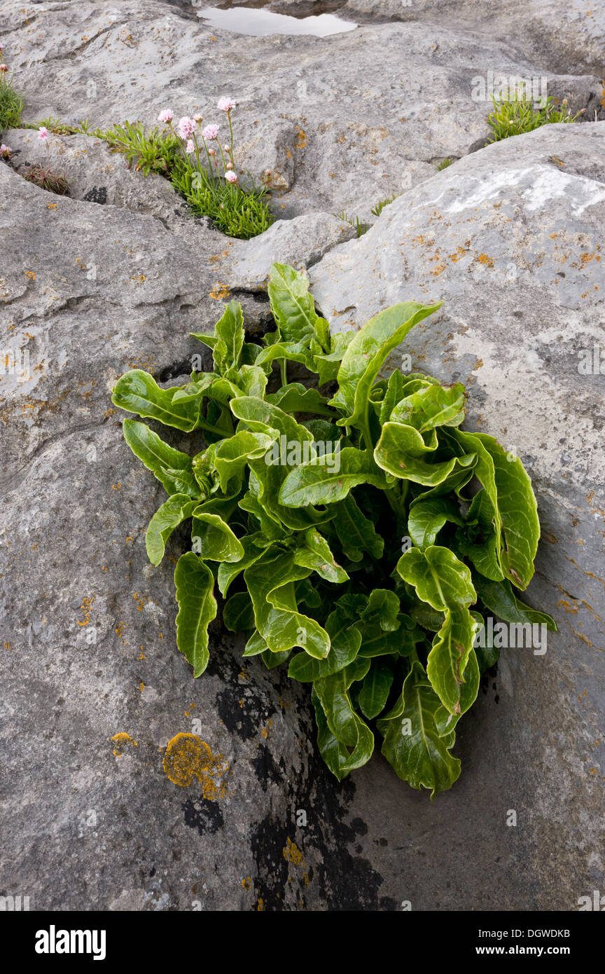 Hart's-tongue Fern, Asplenium scolopendrium, = Phyllitis scolopendrium in limestone pavement,The Burren, Ireland Stock Photo