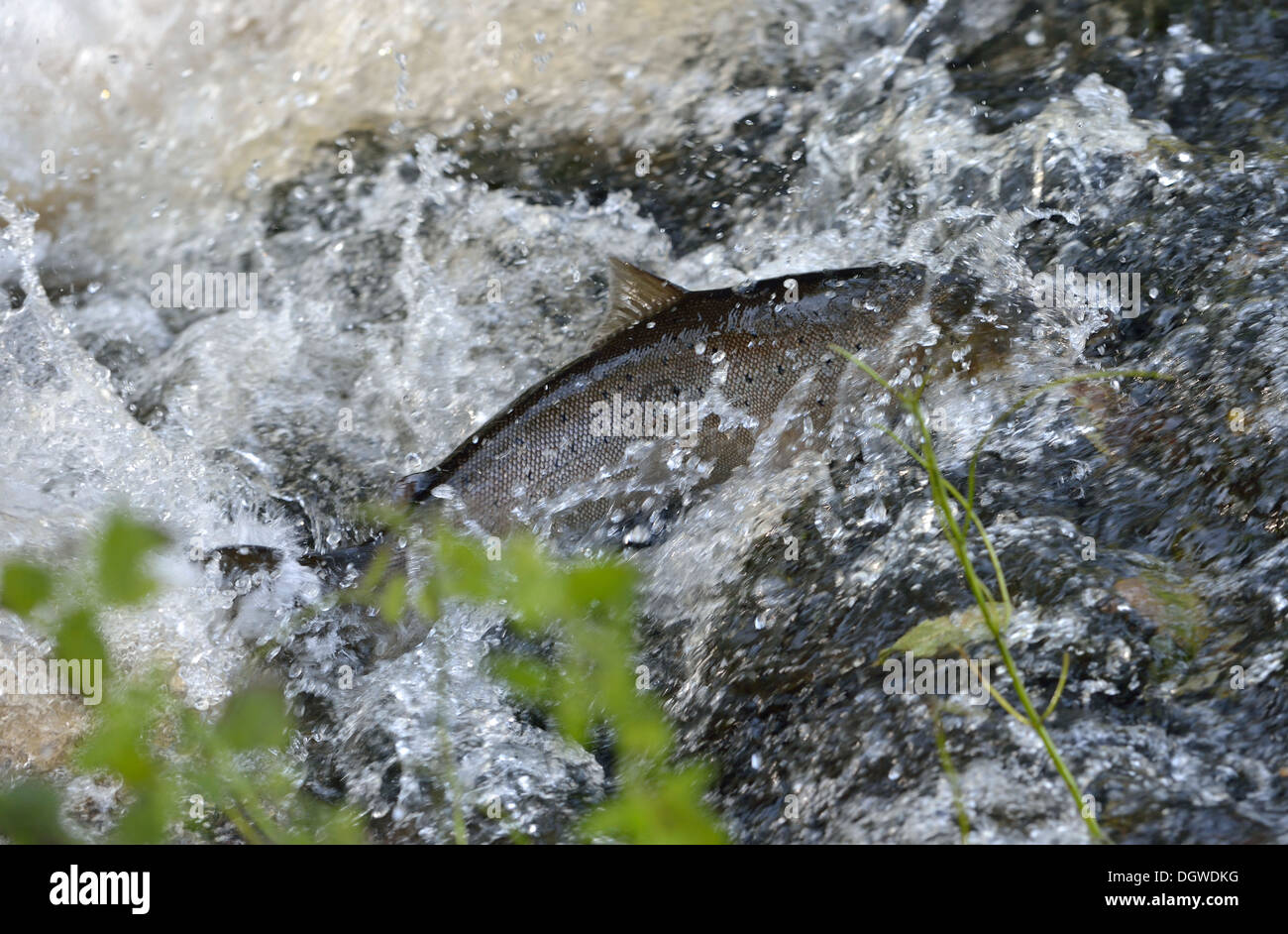 Spawning sea trout swimming up the a rapidflowing water Stock Photo