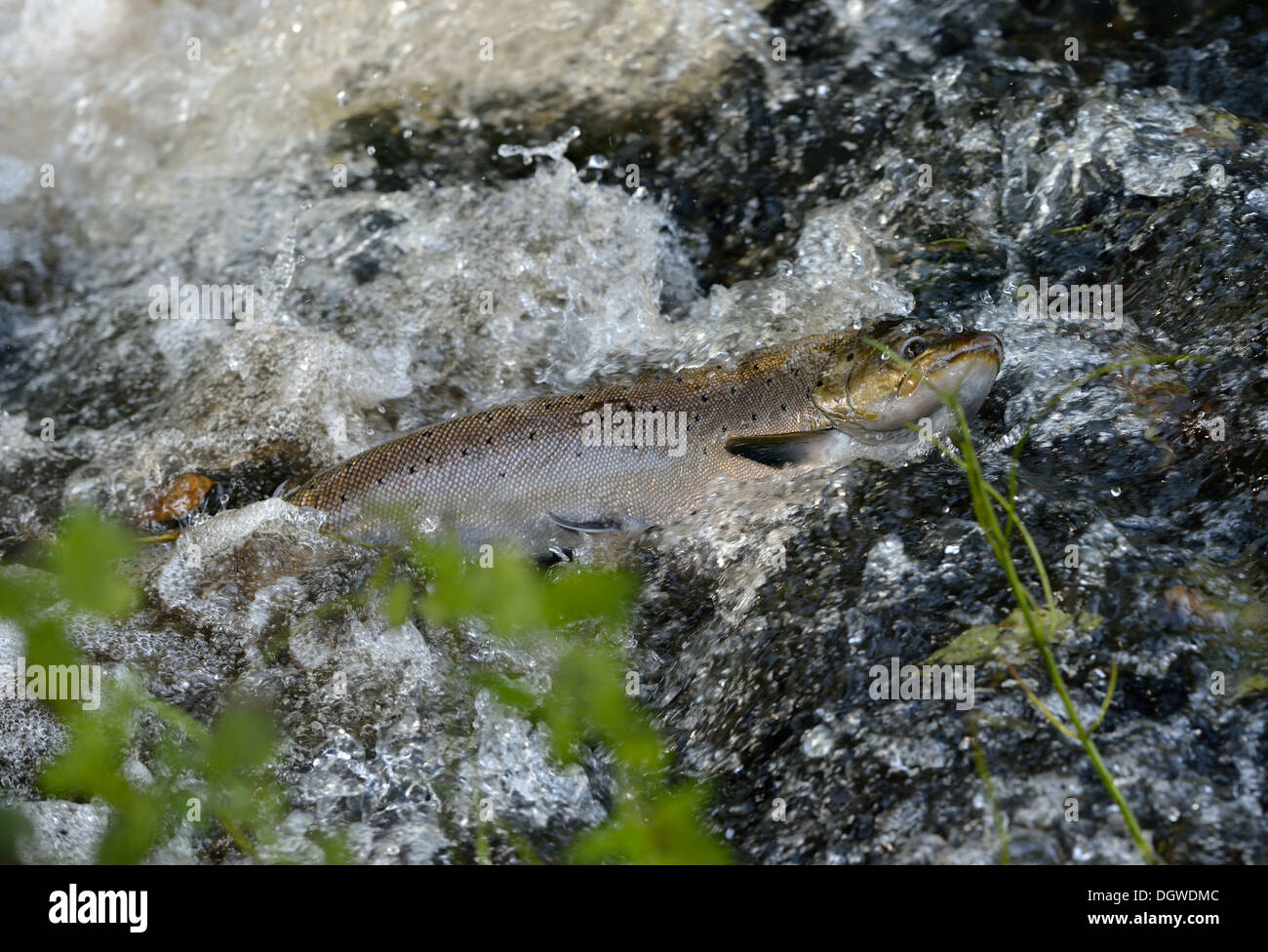Trout spawning hires stock photography and images Alamy
