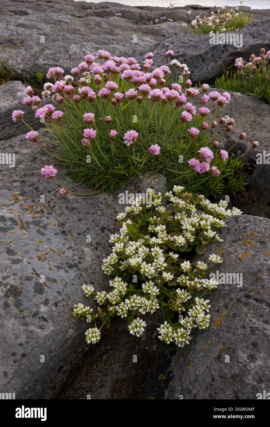 Limestone grass field hires stock photography and images Alamy