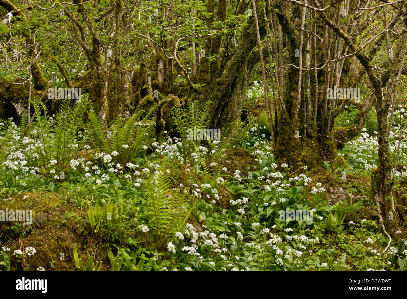 Ferns flowers hires stock photography and images Alamy