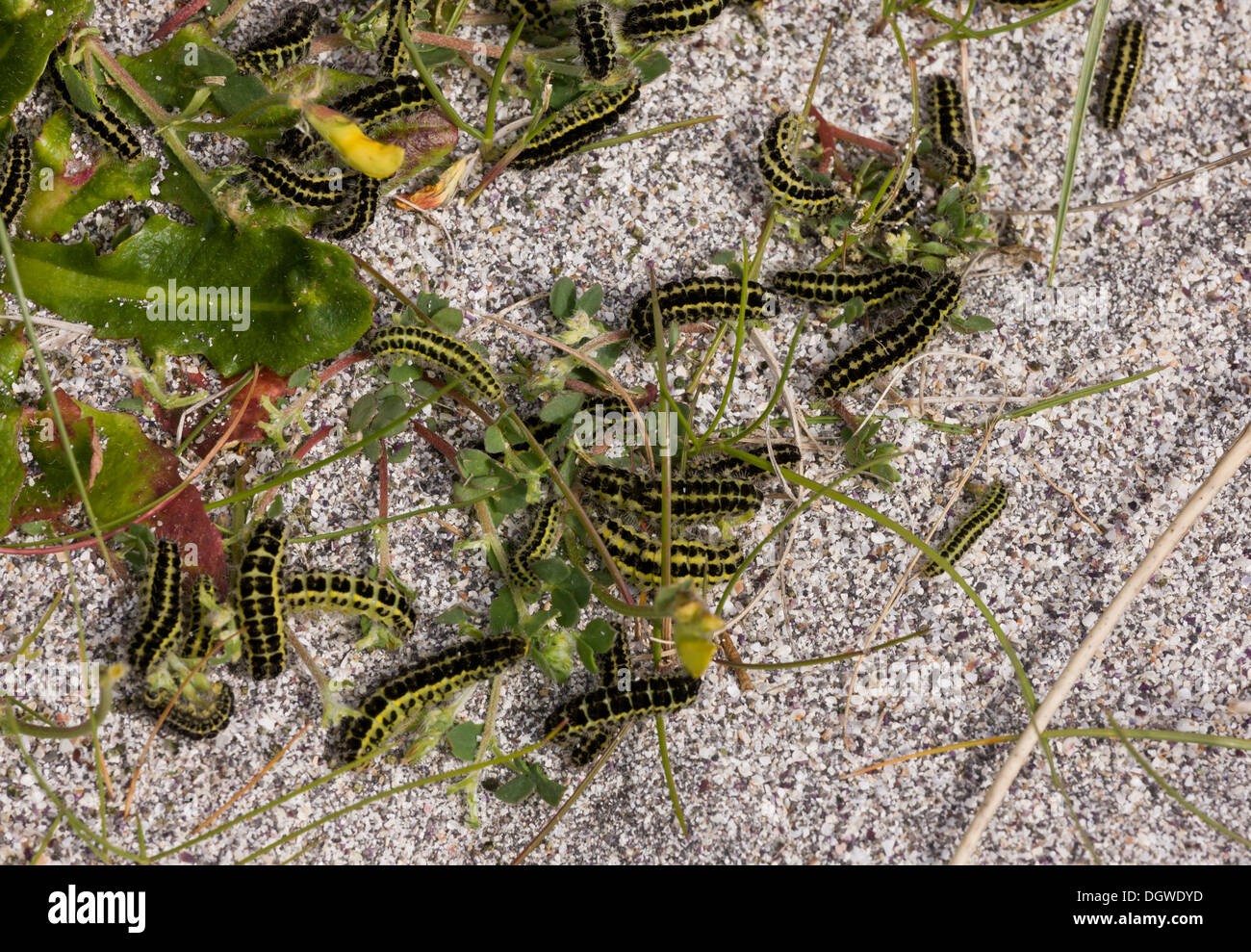 Masses of 6-spot Burnet moth caterpillars, Zygaena filipendulae on sand-dunes on Inisheer, The Burren, Ireland Stock Photo