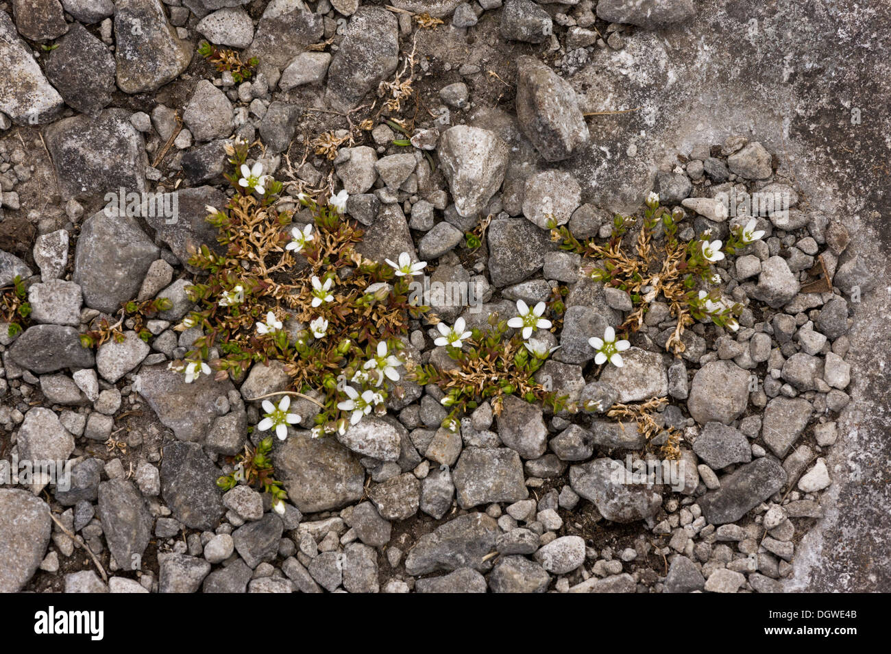 Arctic Sandwort Arenaria norvegica ssp. norvegica on limestone in The Burren, Ireland. Rare plant Stock Photo