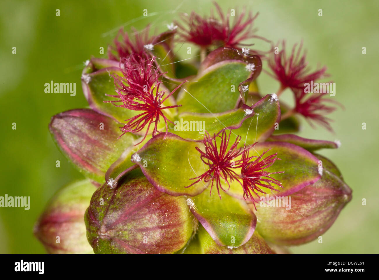 Salad Burnet, Poterium sanguisorba flower head, showing mainly female flowers. Dorset. Stock Photo