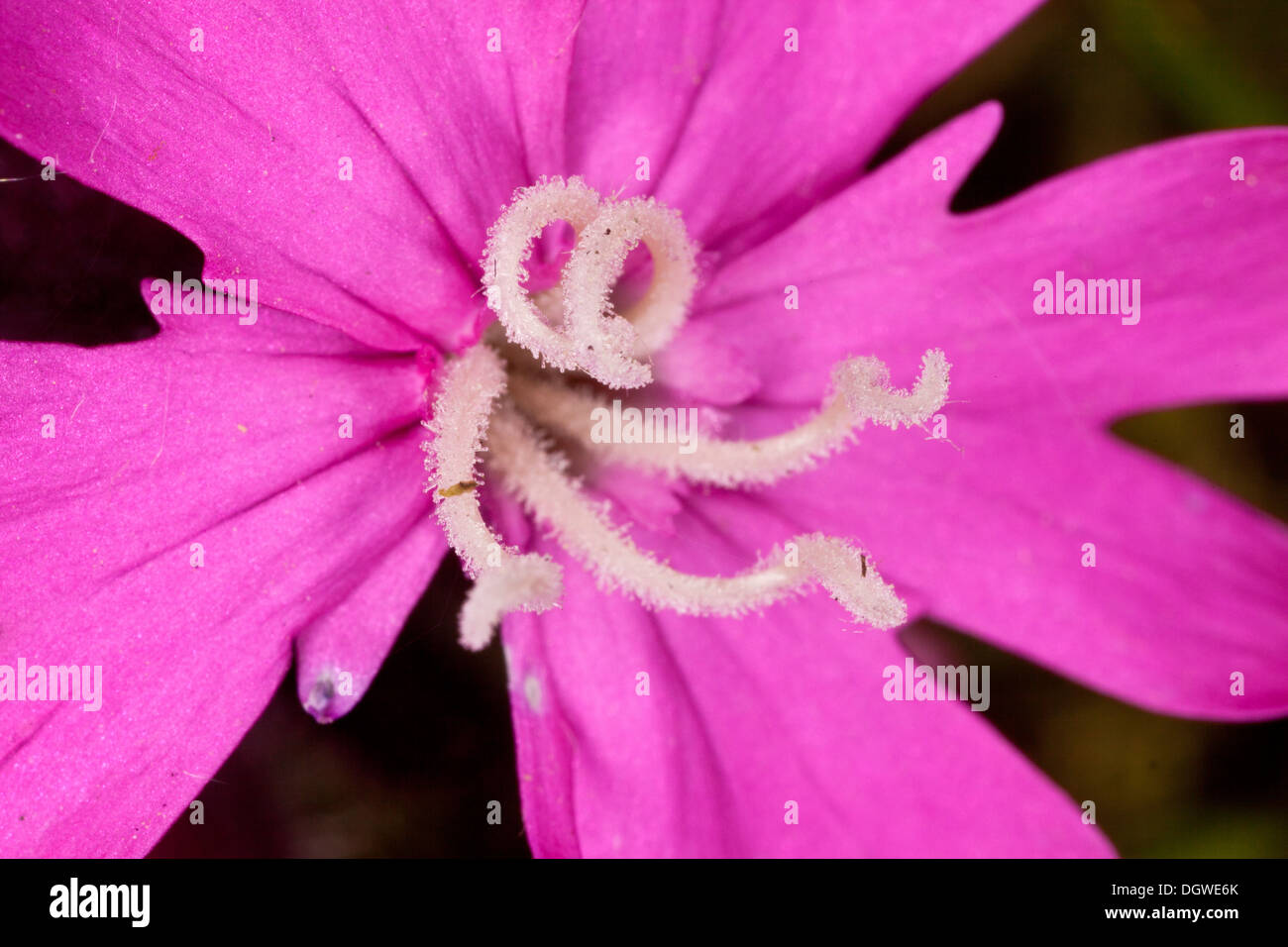 Red Campion, Silene dioica female flower, with styles Stock Photo Alamy