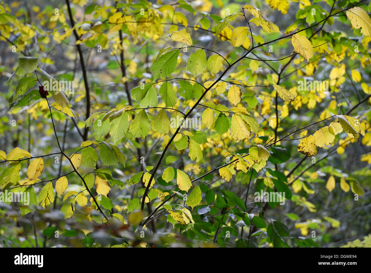 Yellow autumn leaves in a hazel bush (Corylus avellana Stock Photo - Alamy