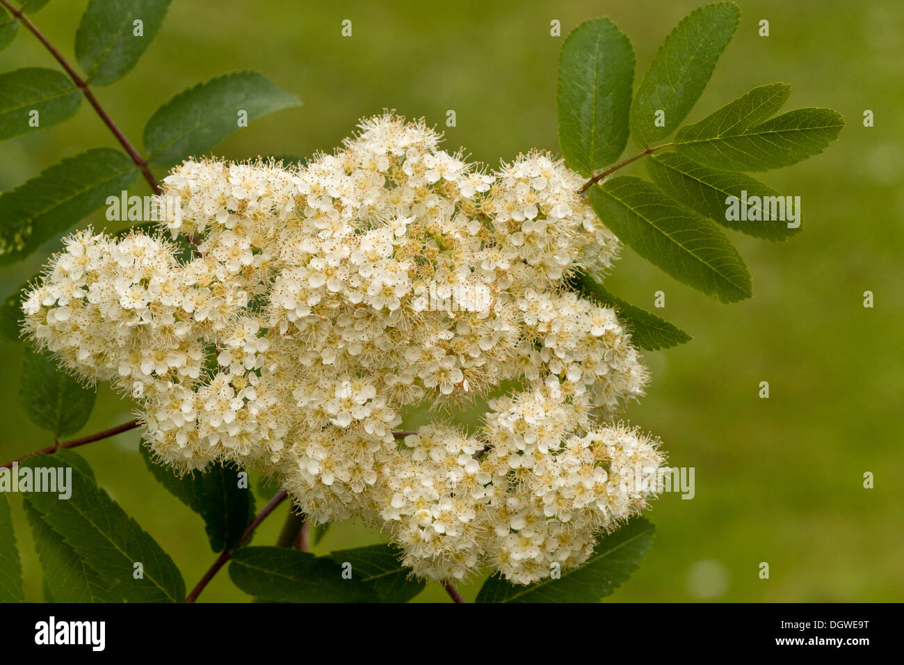 Mountain Ash Tree Flowers Hi res Stock Photography And Images Alamy mountain-ash-tree-flowers-hi-res-stock-photography-and-images-alamy
