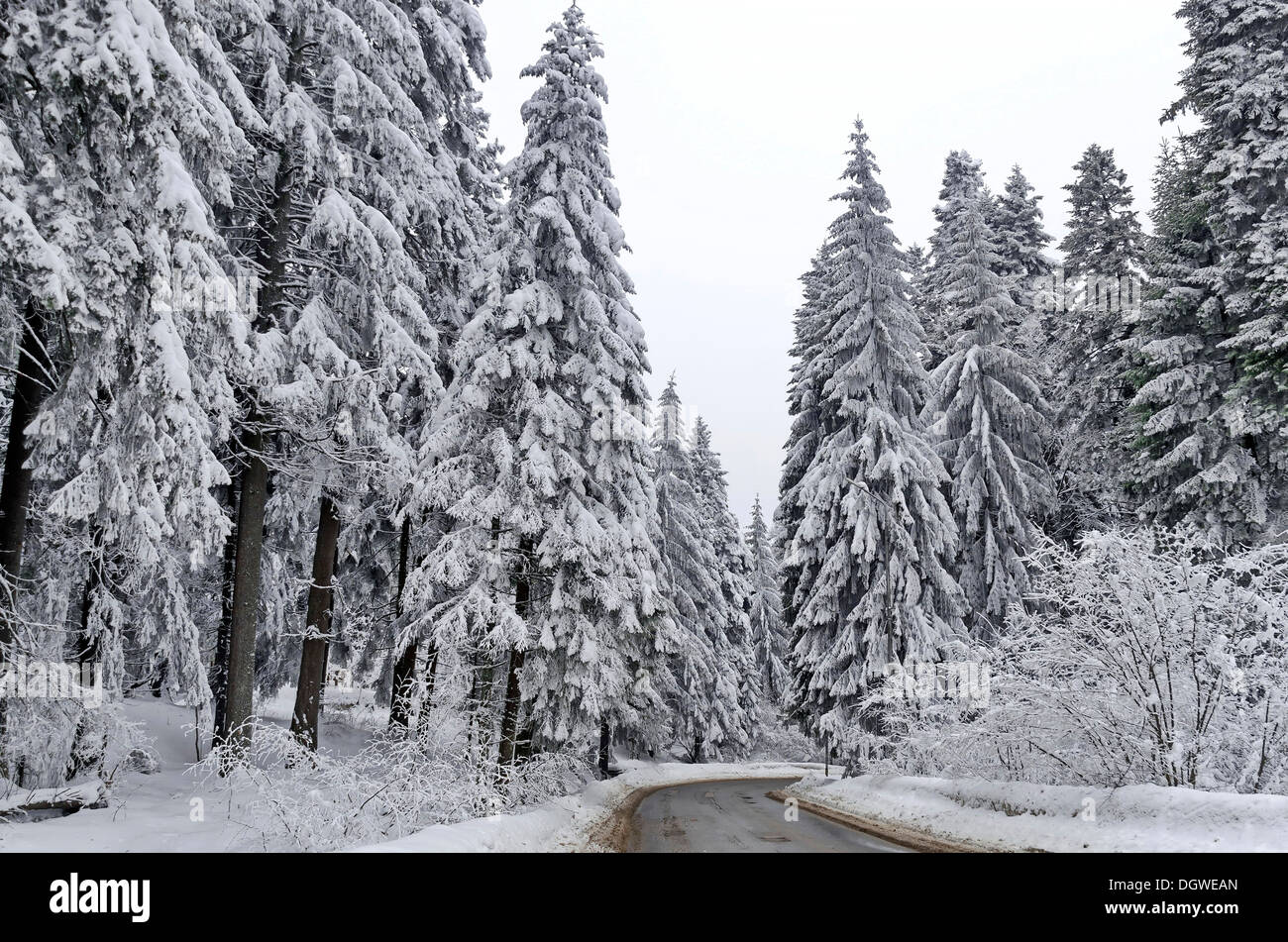 Conifer trees in winter - Rila mountain, Bulgaria Stock Photo