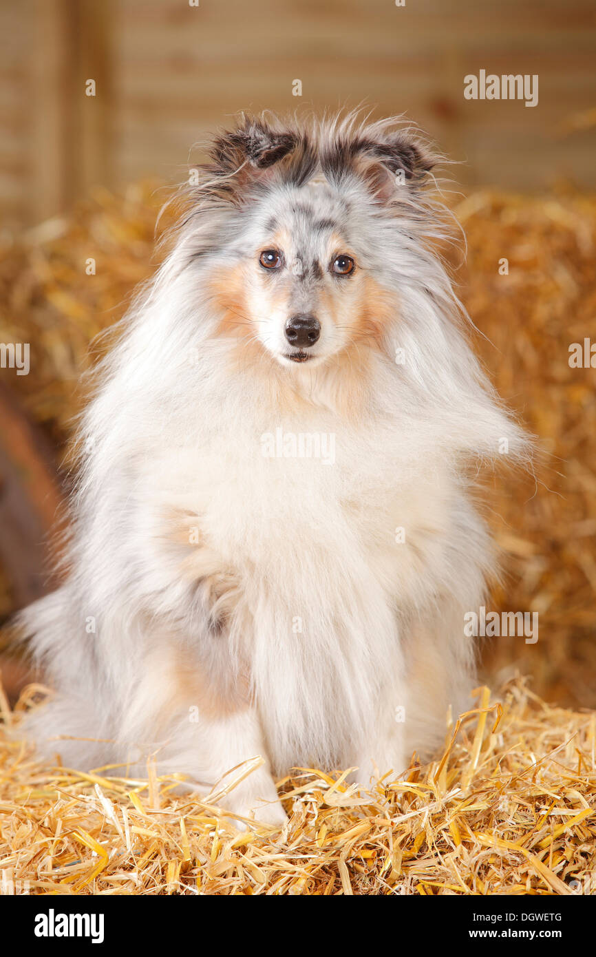 Sheltie, blue-merle, 8 years old / Shetland Sheepdog |Sheltie, Ruede, blue-merle, 8 Jahre alt / Shetland Sheepdog Stock Photo