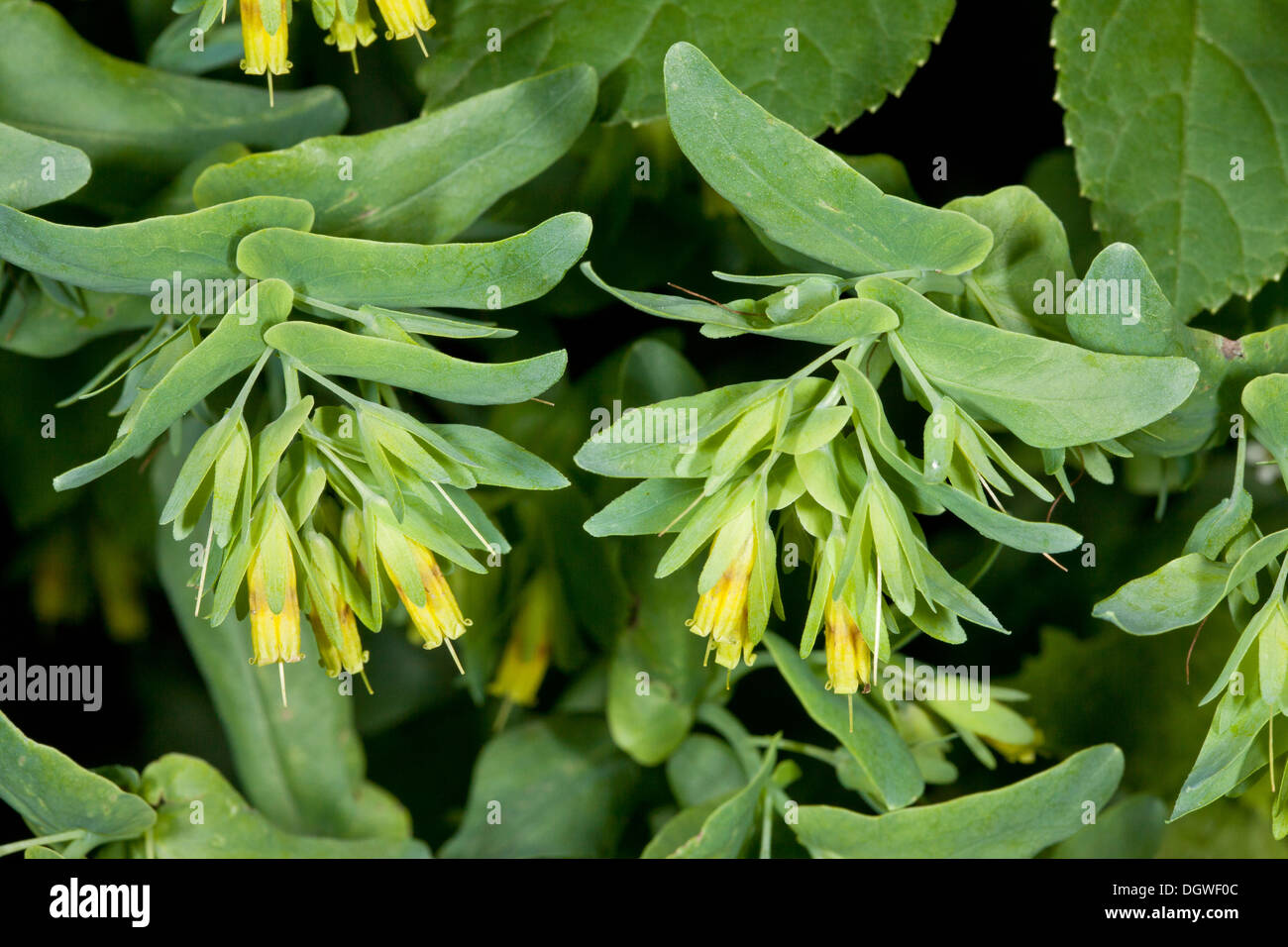 Smooth Honeywort, Cerinthe glabra in flower. Bulgaria. Stock Photo