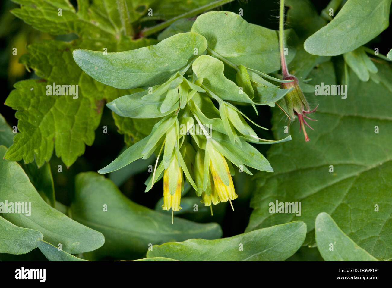 Smooth Honeywort, Cerinthe glabra in flower. Bulgaria. Stock Photo